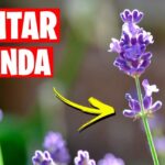 Descubre los secretos del cultivo y cuidado de la lavanda: guía completa para un jardín aromático