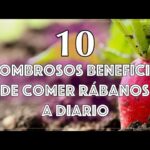 Descubre los increíbles beneficios de los rábanos para la salud y la cocina