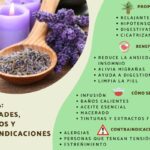 Los increíbles beneficios de la lavanda: descubre cómo esta planta puede mejorar tu bienestar