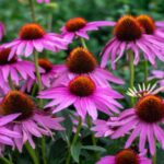 Descubre los increíbles beneficios de la Echinacea: Cómo esta planta puede fortalecer tu sistema inmunológico